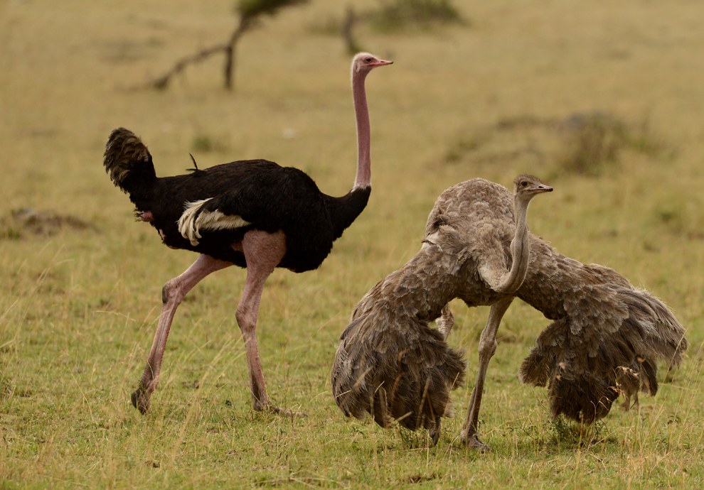 Неподалеку самец ухаживает за самкой страуса