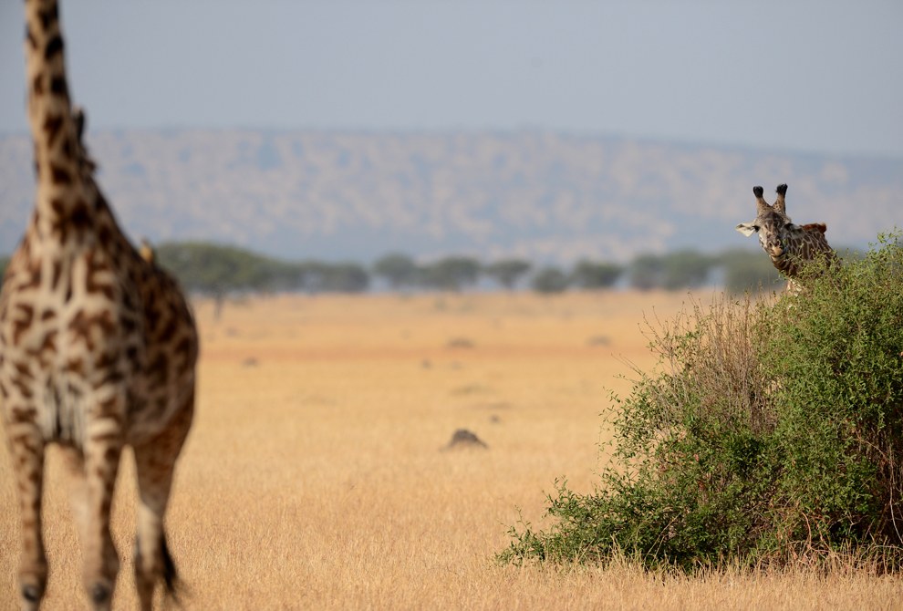 Похоже, эти жирафы играют в прятки. Заповедник Масаи Мара в Кении