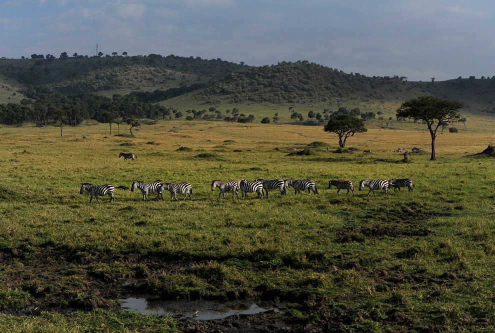 Стадо зебр пасется в заповеднике Масаи Мара, Кения