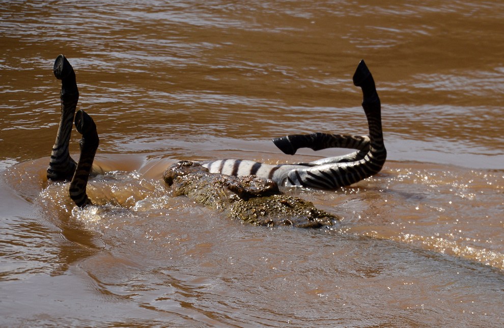 В этот раз детенышу зебры не повезло
