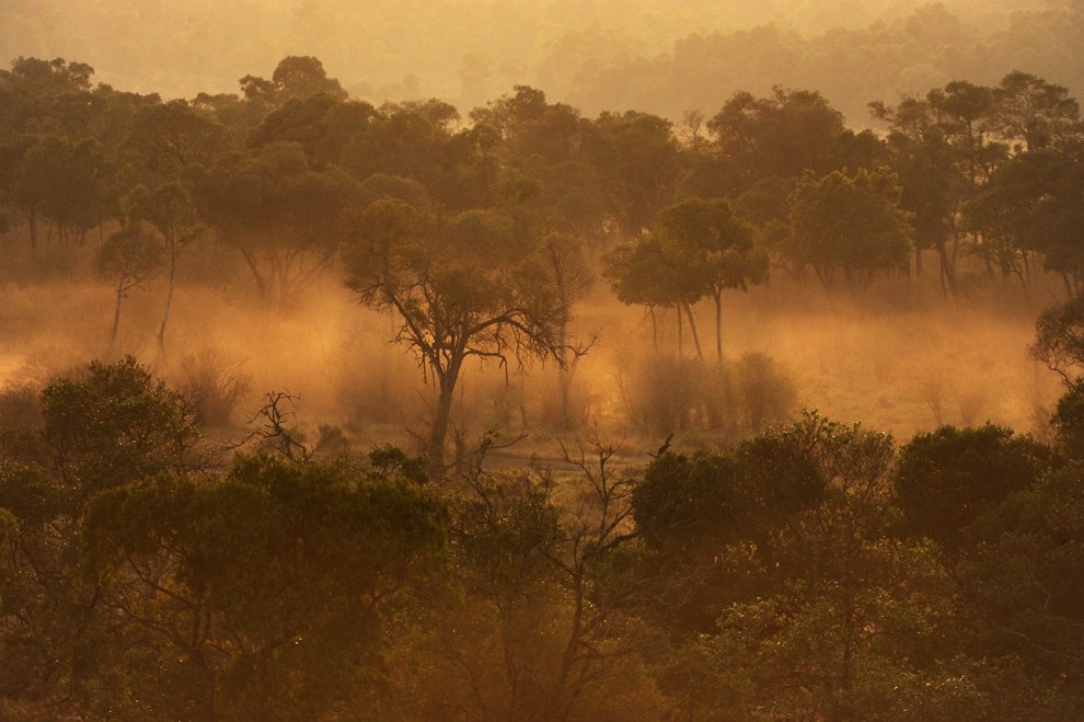 Утренние лучи пронизывают большое облако пыли. Это идут слоны