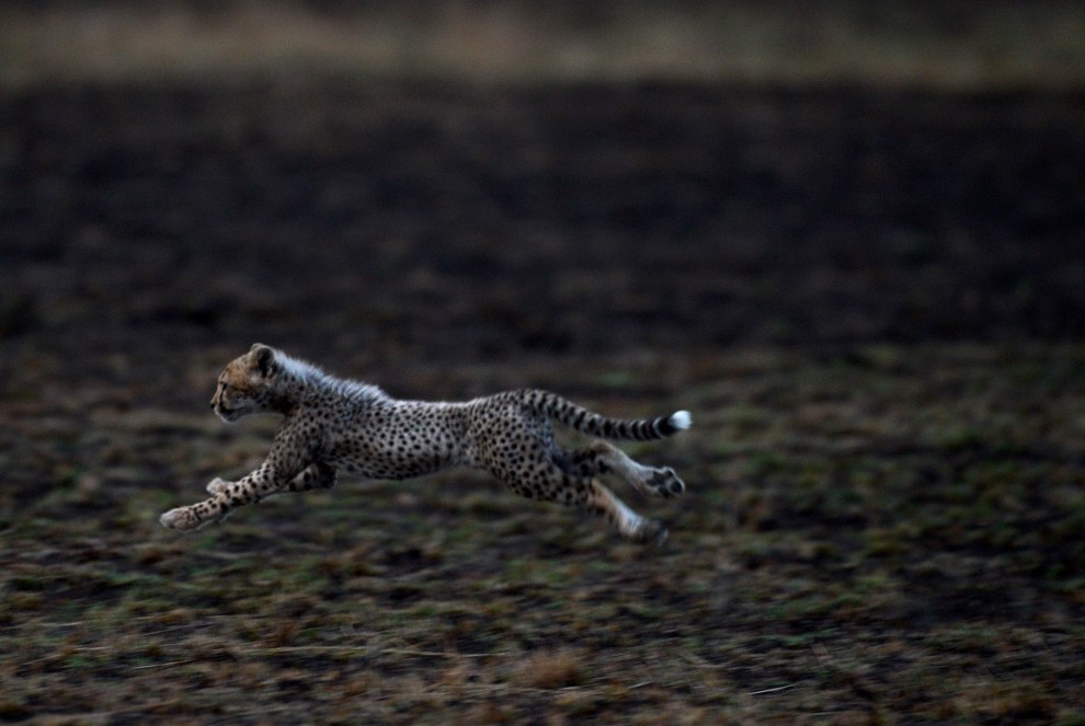 Маленький гепард. Эти кошки удерживают рекорд скорости среди наземных животных — около 120 км/час