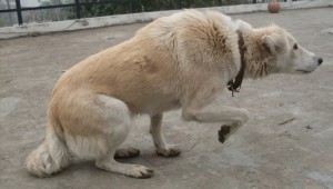 Стресс у собак сигналы примирения