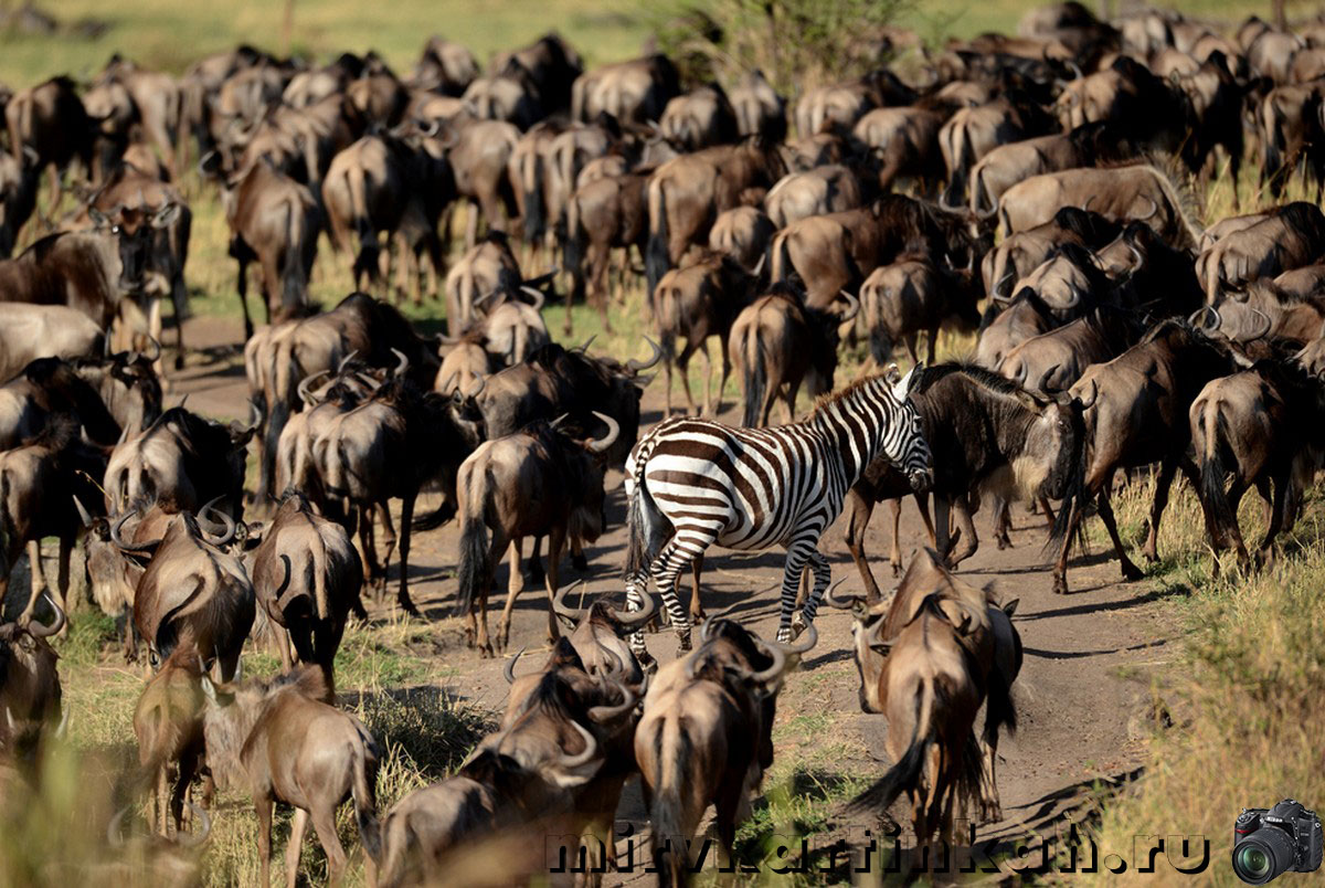 Антилопы гну и зебра