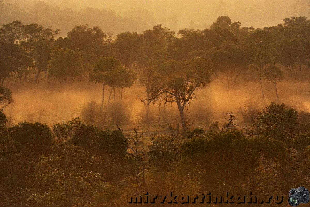 сафари на рассвете
