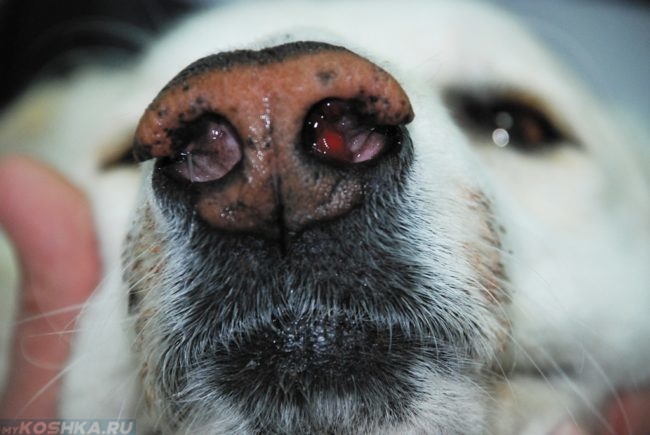 Полипы в носу у собаки в приближенном виде