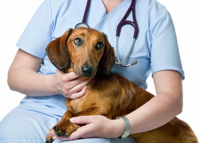 Собака породы такса на руках ветеринара