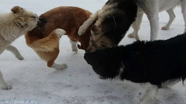 Драка между собак на улице на снегу