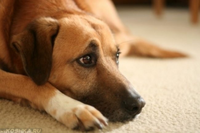 Грустная собака лежащая на ковре