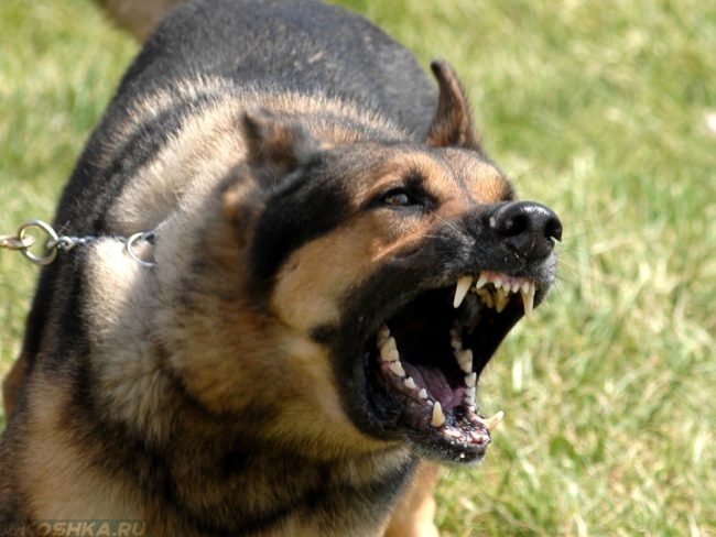 Беспричинная агрессия у собаки