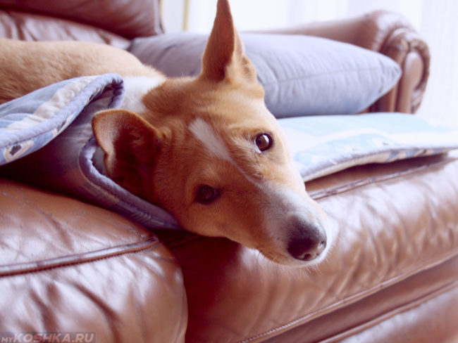 Собака породы басенджи на диване 