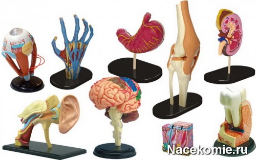 Анатомические модели основных органов