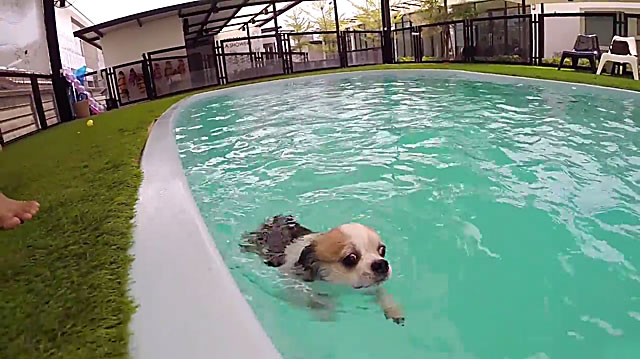 Собачка учится плавать