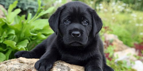 черный щенок