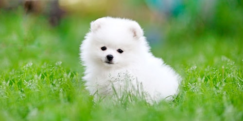 белый щенок