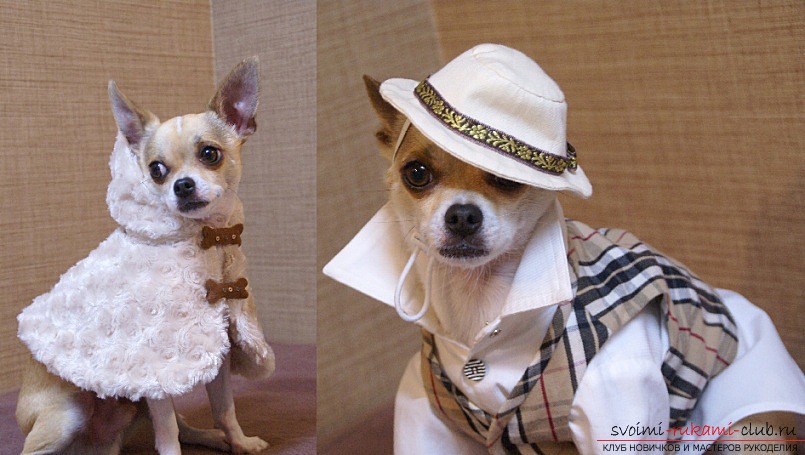 Одежда для собак породы чихуахуа, сшитая своими руками. Фото и идеи моделей одежды.. Фото №1