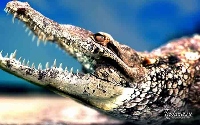 Крокодил. Интересные факты о диких животных Африки. ТОП-25