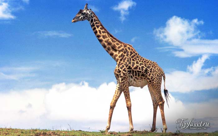 Жираф. Интересные факты о диких животных Африки. ТОП-25