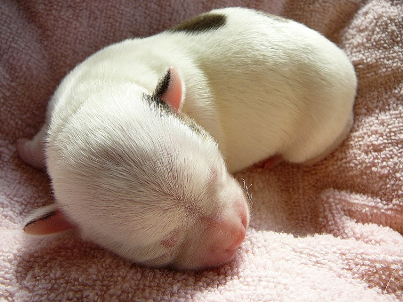 Собаки породы чихуахуа. Новорожденный щенок. Фото