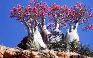 Socotra _ Desert Rose