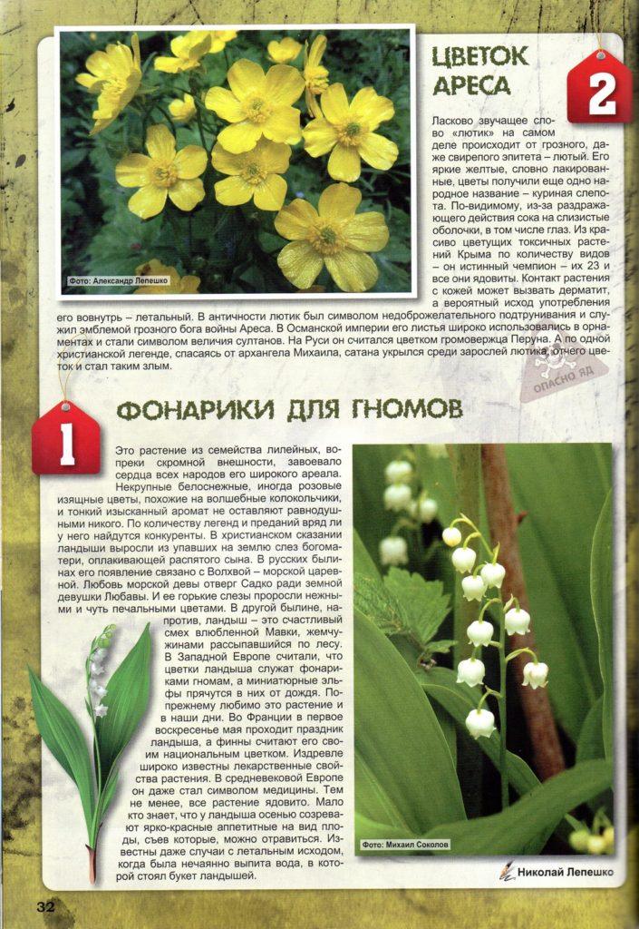 Фрагмент статьи 10 самый опасных растений Крыма с цветком ландыша