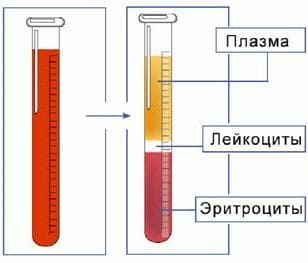 СОЭ - скорость оседания эритроцитов