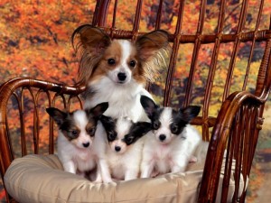 Чивава - самая маленькая порода собак в мире