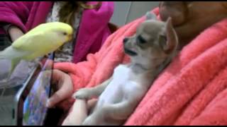Funny Chihuahua playing with parrot/Смешной Чихуахуа играет с попугаем