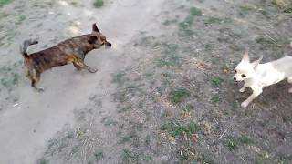 Чихуа нападает на более крупную собаку смешное видео