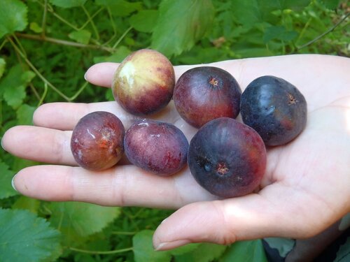 Смоква (инжир).