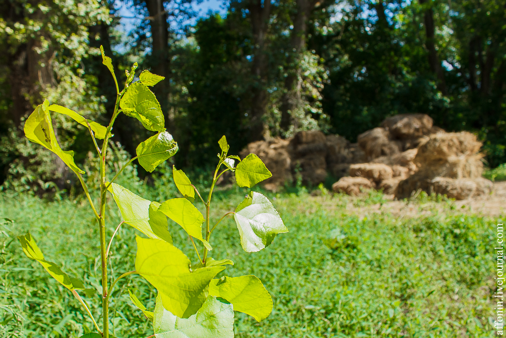 2015, livejournal, Волгоград, Мегафон, Урюпинск, ТелекомВолгоград, VlgTravel, Живой Журнал, блогтур, 4G, мобильный интернет, природа