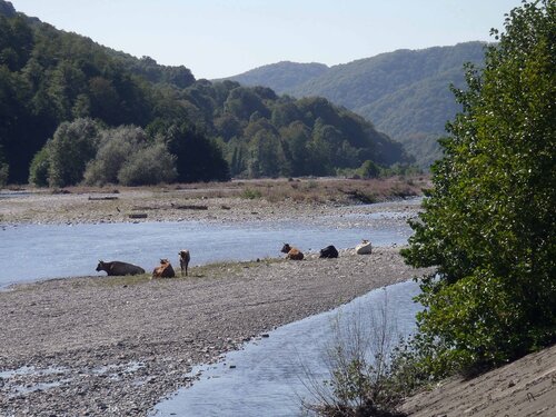 пляж для бурёнок