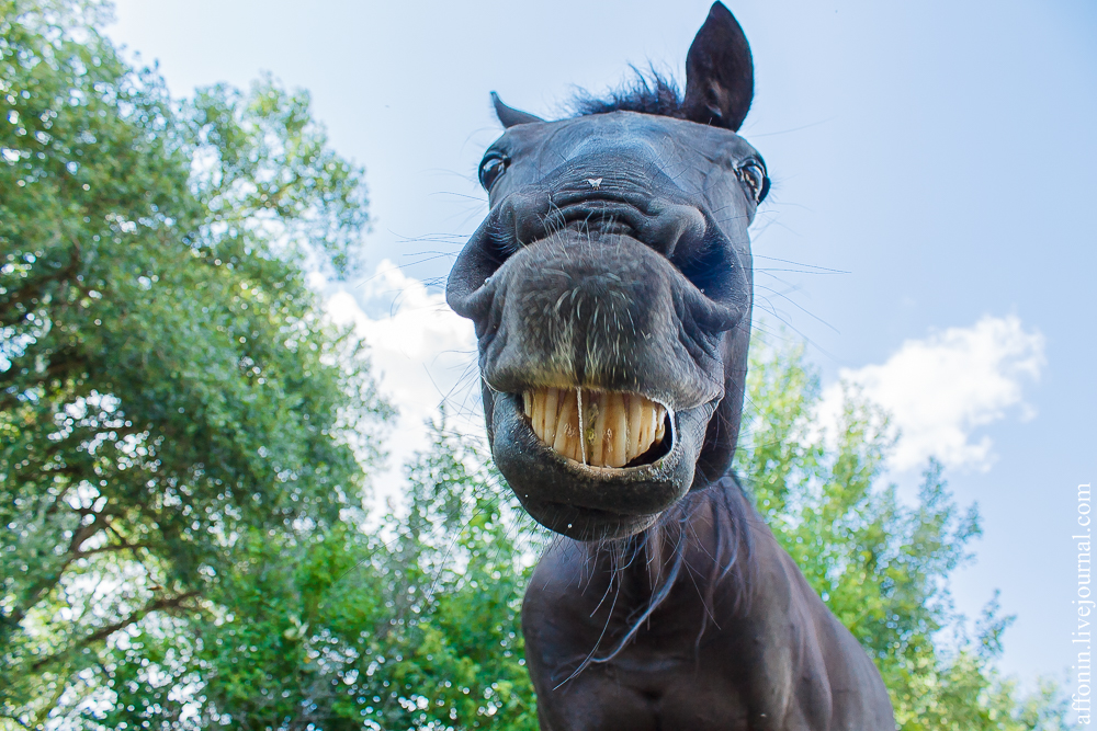 2015, livejournal, Волгоград, Мегафон, Урюпинск, ТелекомВолгоград, VlgTravel, Живой Журнал, блогтур, 4G, мобильный интернет, природа