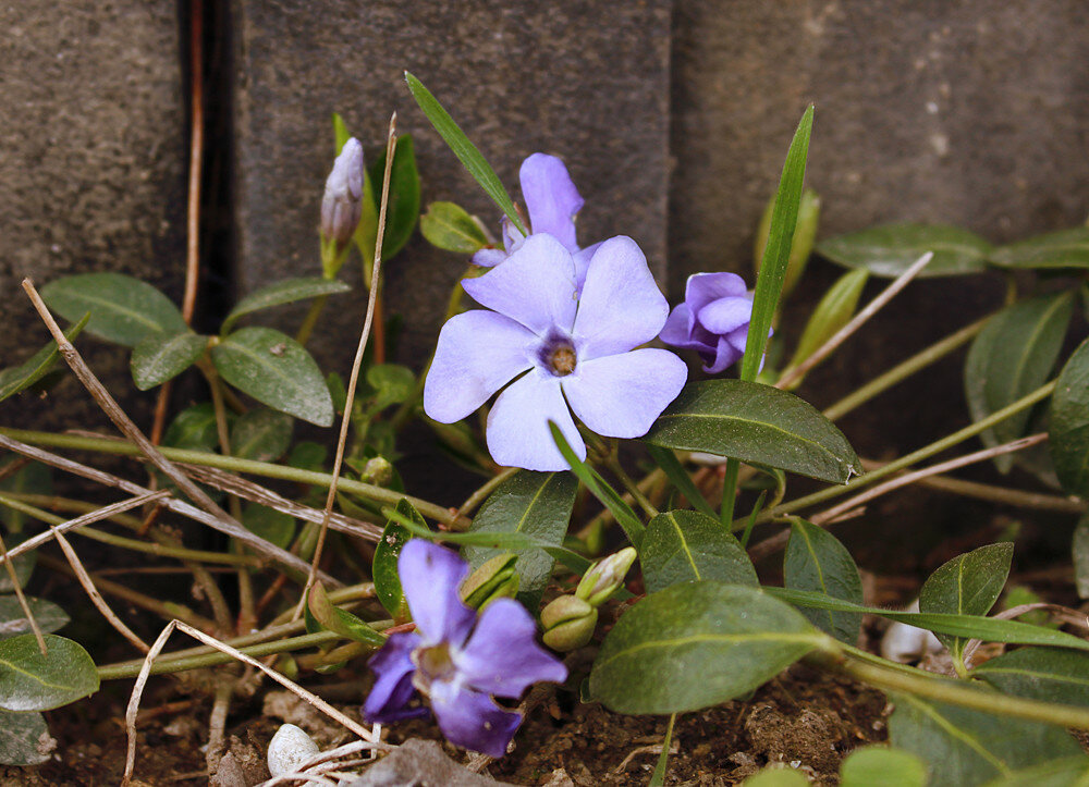 барвинок.jpg барвинок.jpg