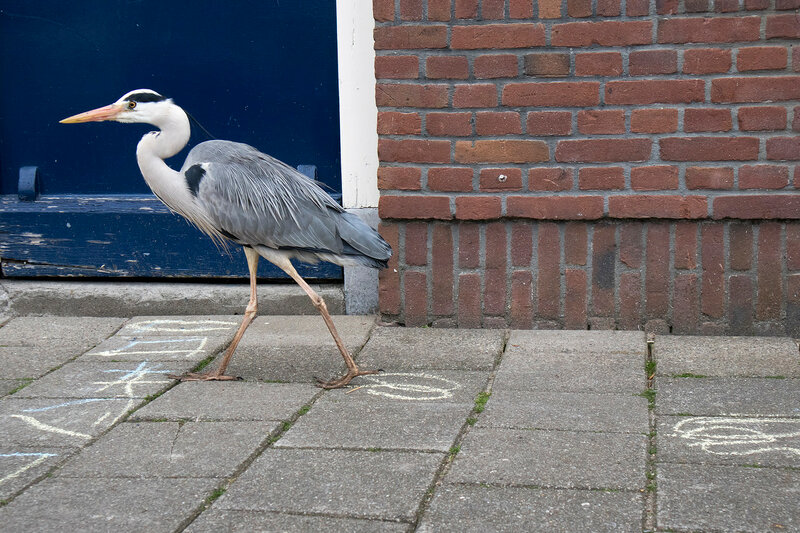 heron walks against the backdrop of the brick wall of a house in Amsterdam