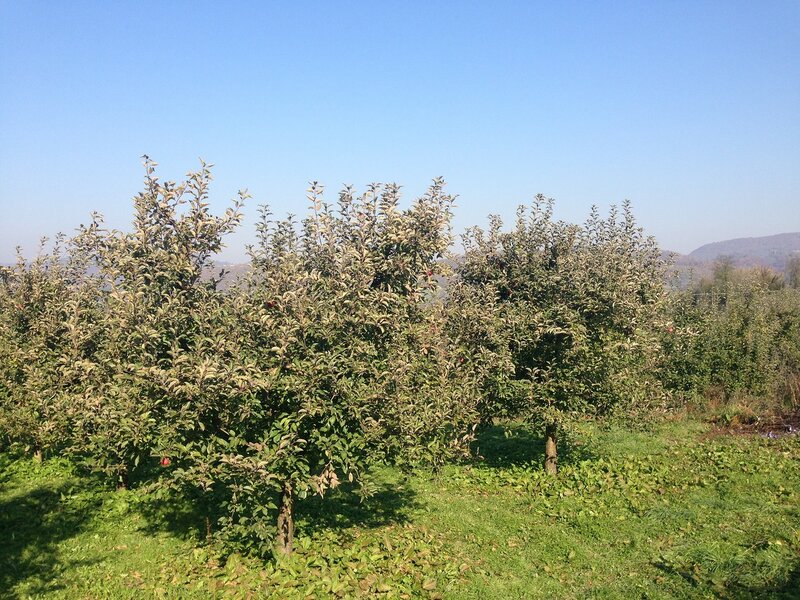 путешествие по Сербии