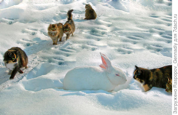 Кошки и кролики ждут внуков зимой.
