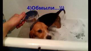 Купание Бигля ))Рецепт купания бигля!!! || Bathing Beagle Bagel))) Prescription swimming beagle !!!