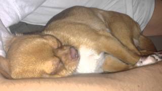 Чихуахуа храпит:Chihuahua schnarcht;) Chihuahua snores.