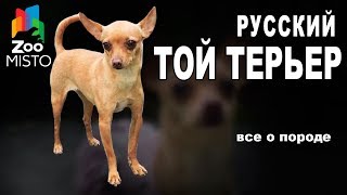 Русский Той Терьер - Все о породе собаки | Собака породы - Русский Той Терьер