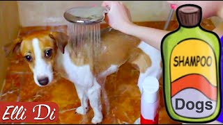 Как мыть собаку или как помыть щенка? | Уход за собакой | Elli Di Собаки