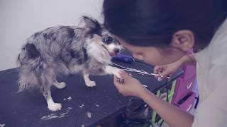 Как подстричь собаку в домашних условиях | Чихуахуа Софи