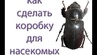 Как сделать коробку для коллекции насекомых