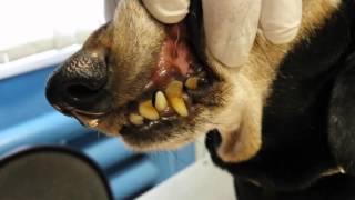 Чистка зубов собаке ультразвуком (Удаление зубного камня у собак) в приемной доктора М.Шелякова
