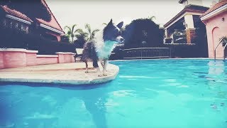 Как научить собаку плавать и приучить к воде | Чихуахуа Софи