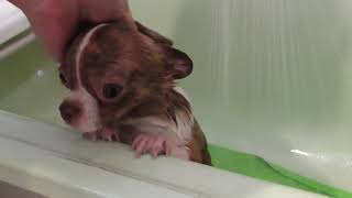 Как помыть щенка чихуахуа