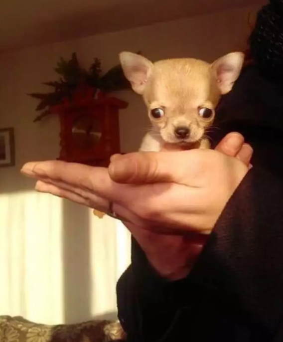 79d76a175d2272f315e60c5dedcd604c - Чихуахуа Туди — самая маленькая собачка в мире!