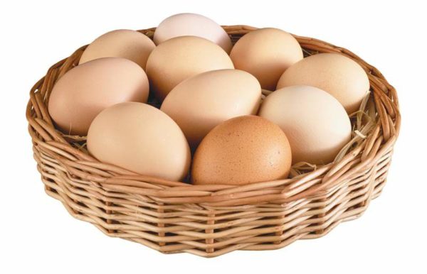 Яйца можно давать чихуахуа 2 раза в неделю