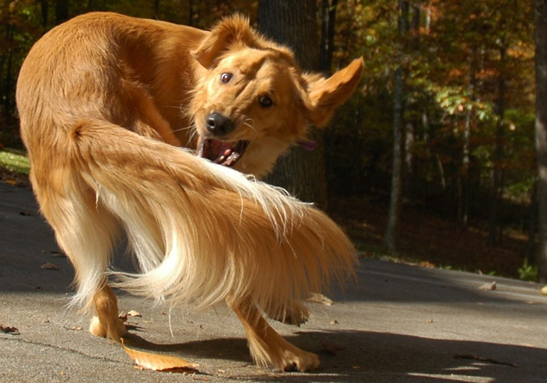 Обыденное действие в жизни здоровой собаки для щенка с гидроцефалией становится постоянным ритуалом