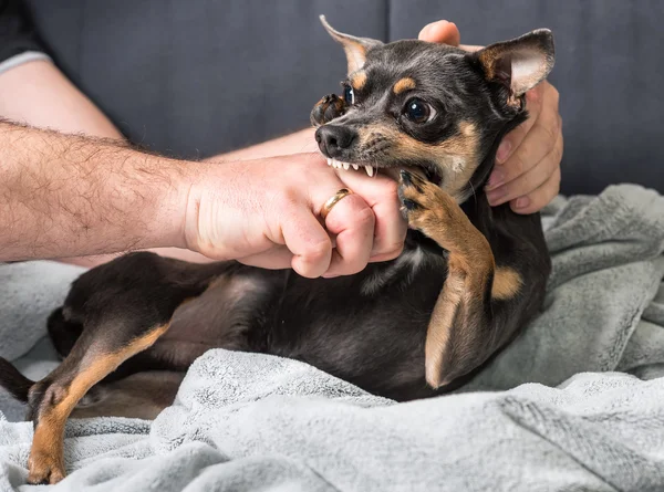 Маленькая собака кусает владельца — стоковое фото